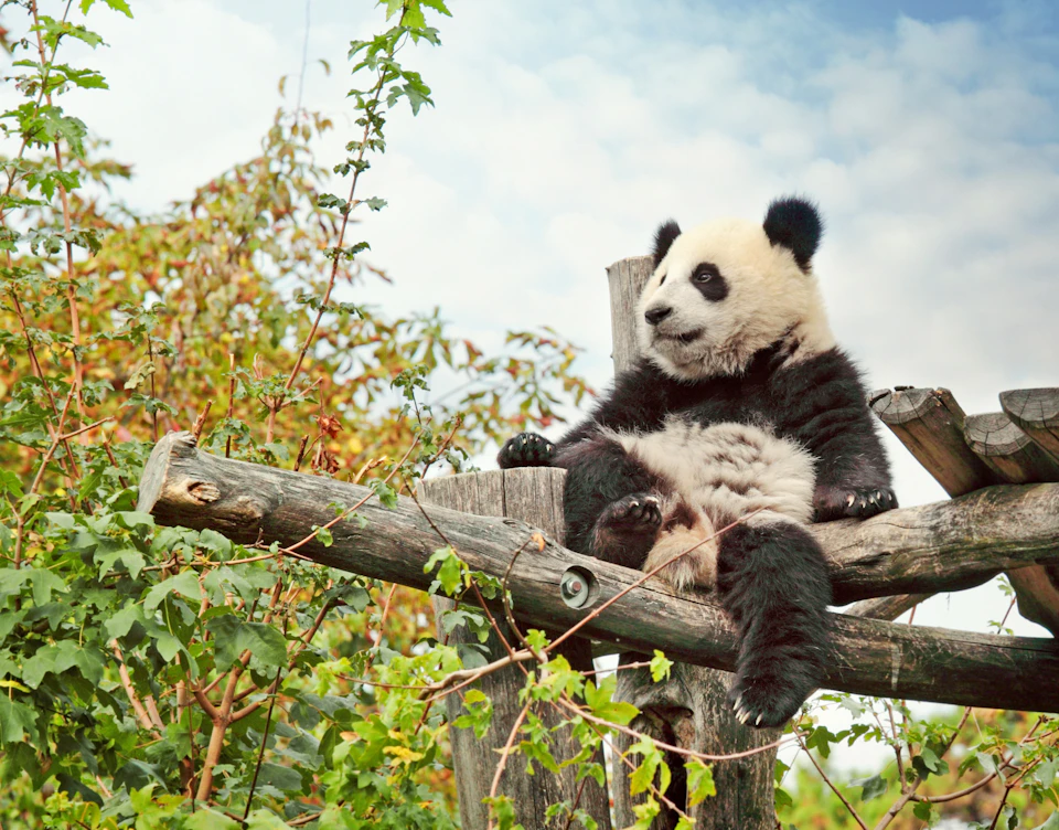 Schönbrunn Zoo
